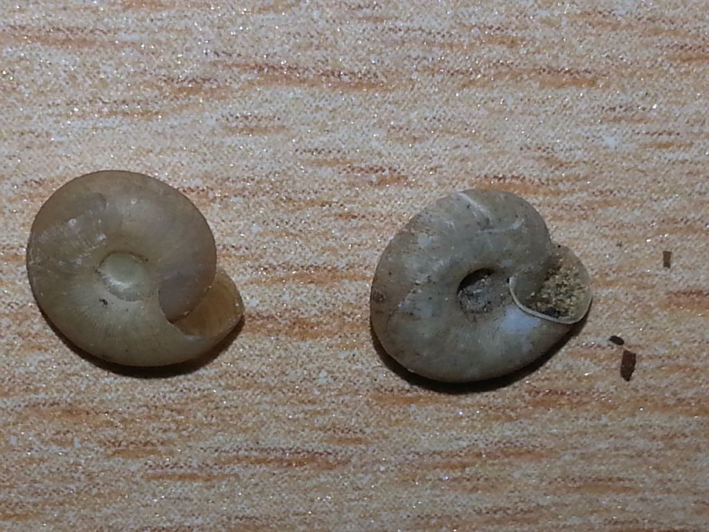 Caracollina lenticula in basilicata